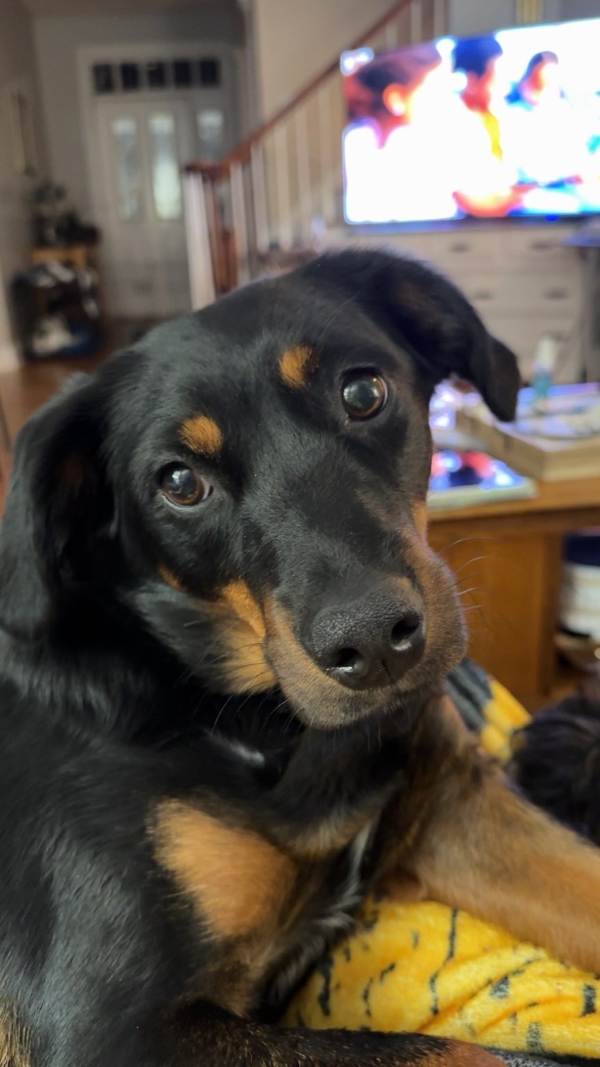 Basil, Briley’s black-and-tan dog