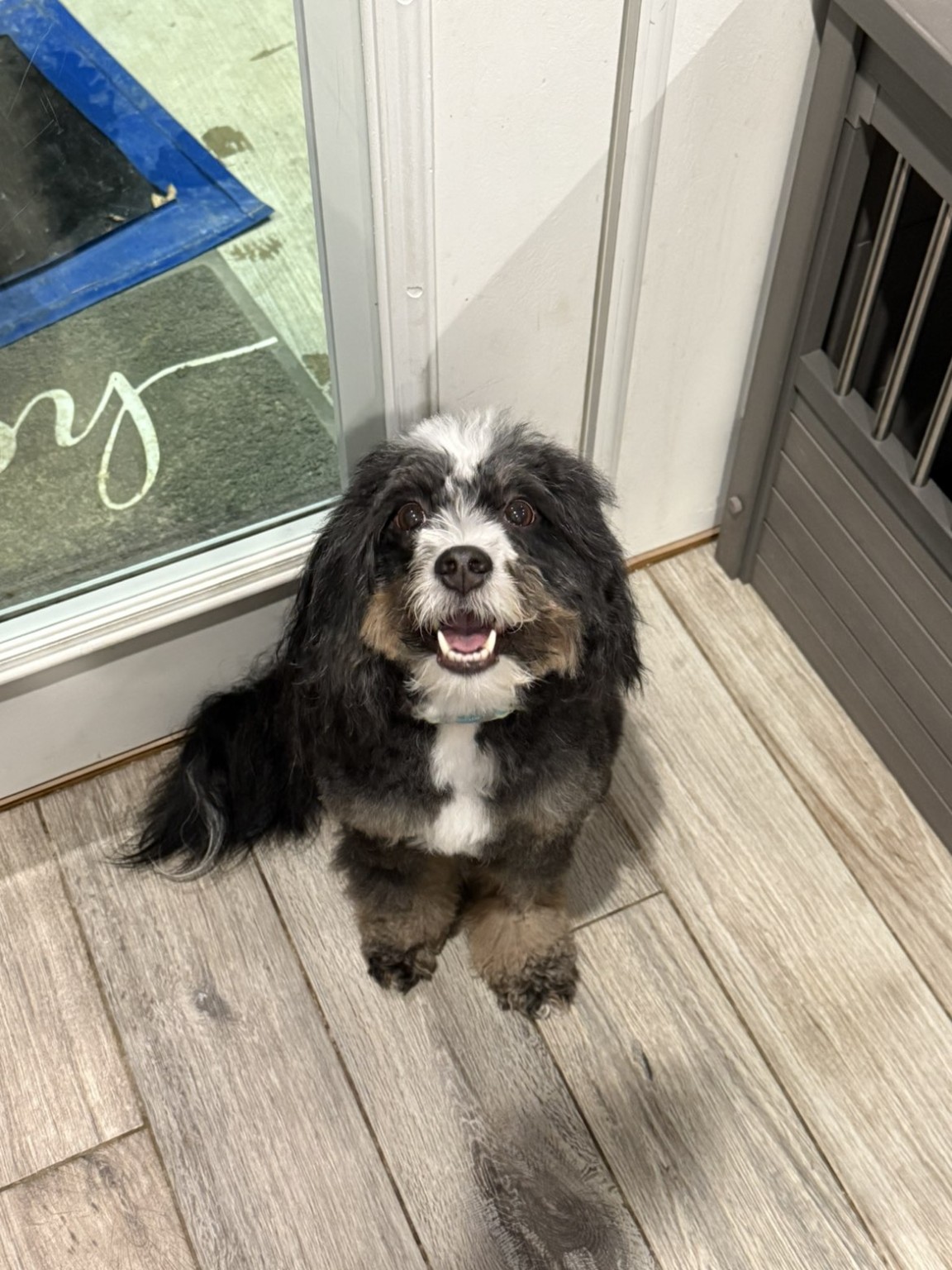 Harley, Briley’s small fluffy black, white and tan dog