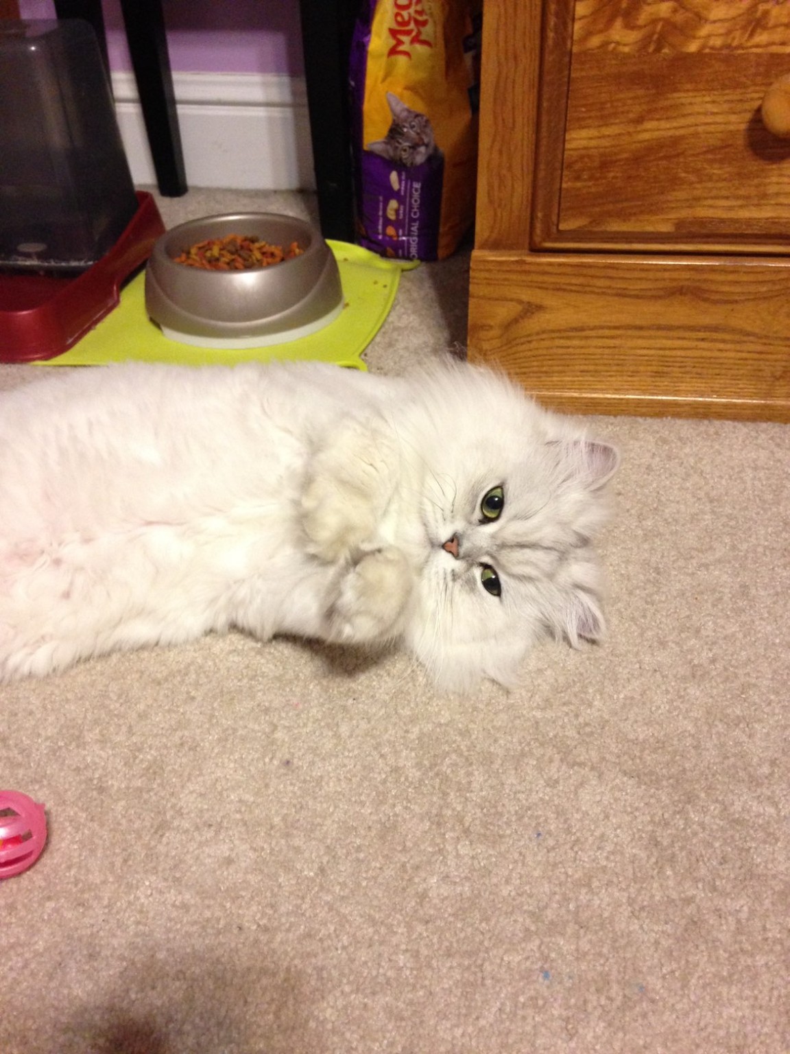 Oliver, Briley’s fluffy white cat